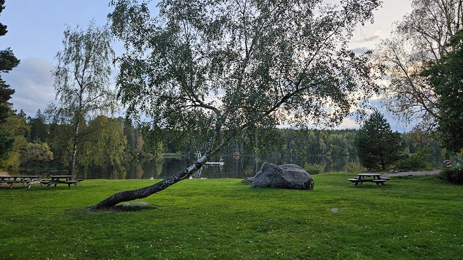 Rastplats med sittmöbler,  en gammal björk och ett stort stenblock i Fjällnora friluftsområde